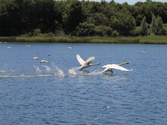 Biodiversité