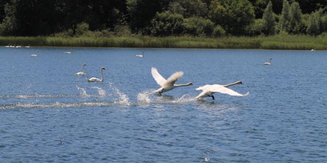 Biodiversité