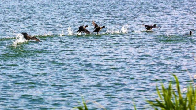 Lac Madine Meuse Grand Est Lorraine Canards Observatoire Ornithologique 1024x701