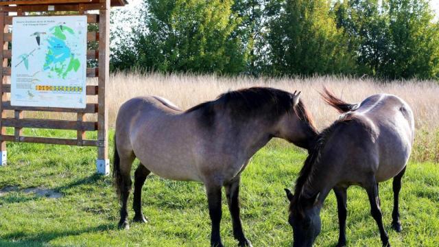 Lac Madine Meuse Grand Est Lorraine Cheval Centre Equestre Location Nature Promenade 1024x683