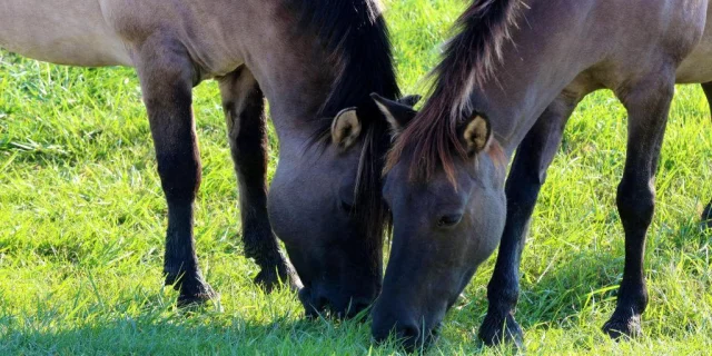 Lac Madine Meuse Grand Est Lorraine Cheval Centre Equestre Location Promenade Nature 1024x604