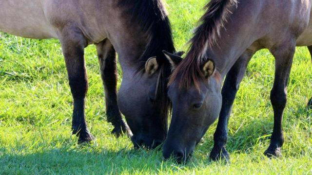 Lac Madine Meuse Grand Est Lorraine Cheval Centre Equestre Location Promenade Nature 1024x604