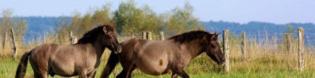 Lac Madine Meuse Grand Est Lorraine Cheval Nature Centre Equestre 1024x683