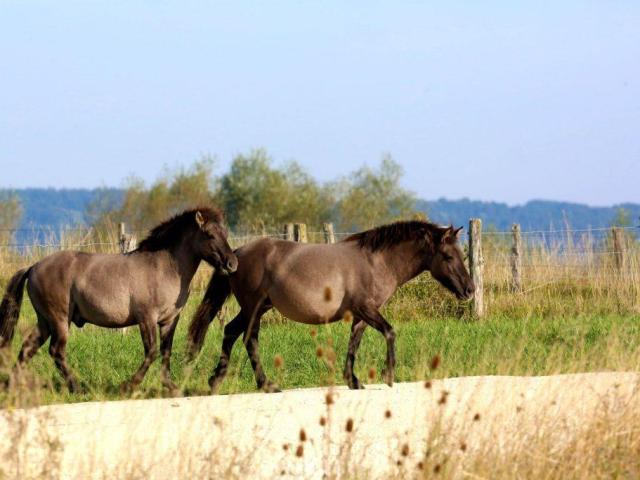 Lac Madine Meuse Grand Est Lorraine Cheval Nature Centre Equestre 1024x683