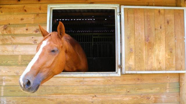 Lac Madine Meuse Grand Est Lorraine Location Promenade Cheval Box Centre Equestre 1024x660