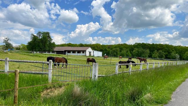 Centre Equestre (4)