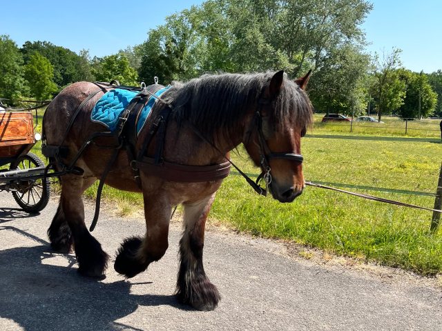 Kiwi Calèche riding school (13)