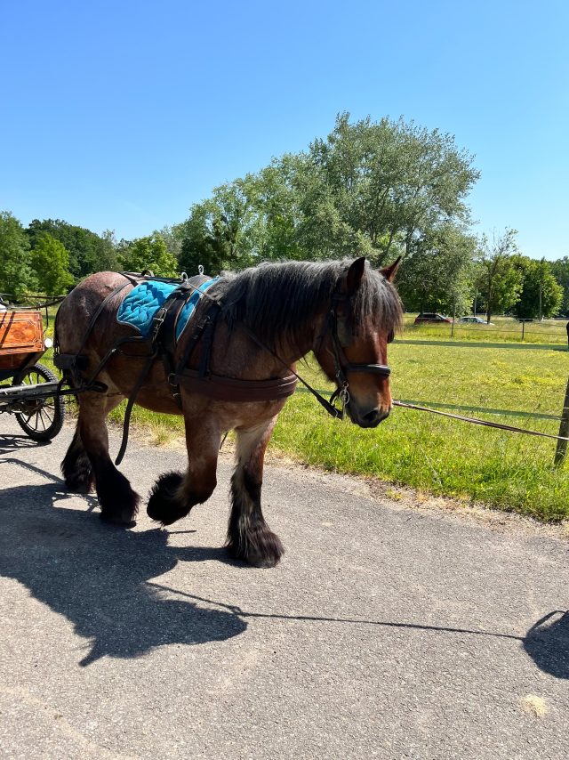 Kiwi Calèche riding school (13)