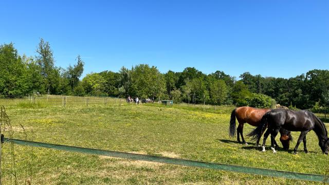 Centre équestre Balade Poney (7)