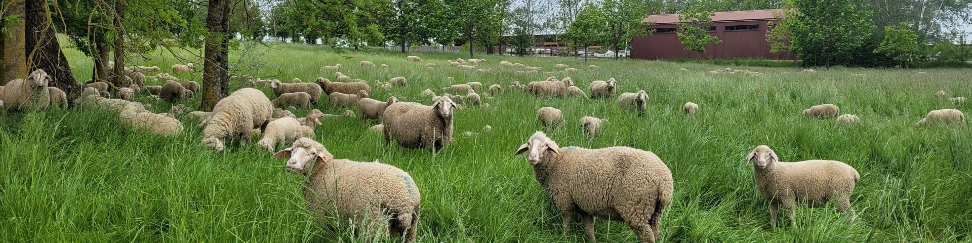 Eco Paturageelisa Merimee 4