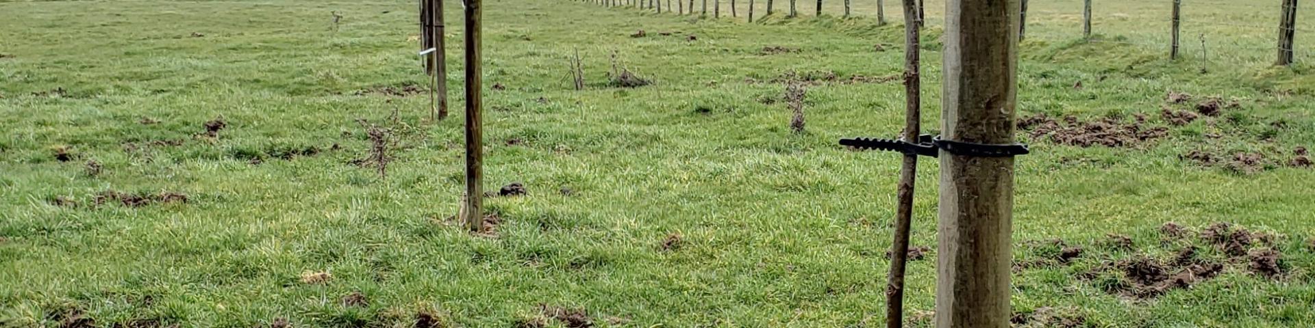 Plantation Haies 24 Rotated