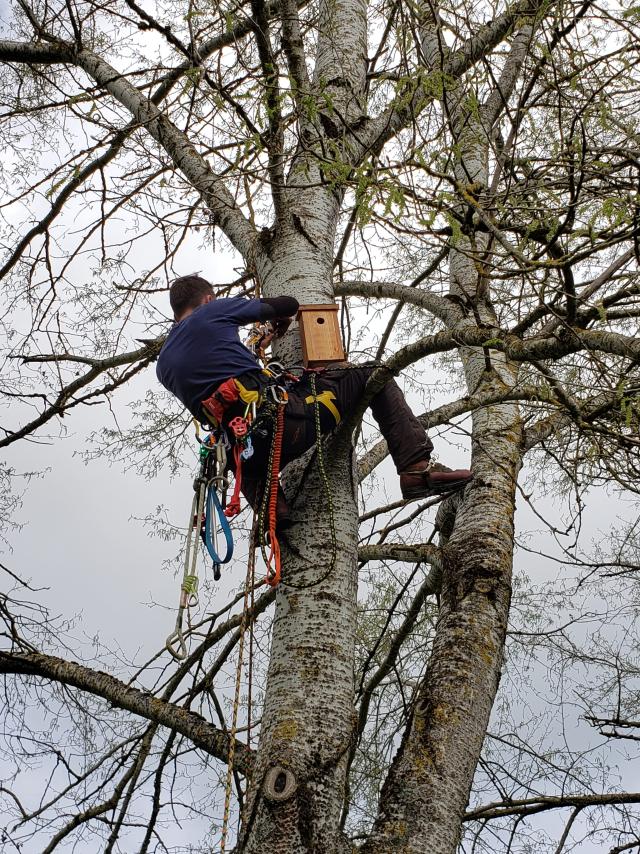 Anbringen von Nistkästenselisa Merimee25 Rotated